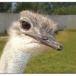 Ptrosk EMU