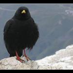 Blackbird in Pass Pordoi 2950m