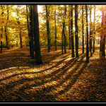 Podzimn klid v parku
