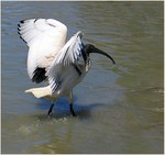 Krejc ibis