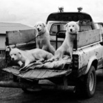 Alaskan dogs