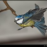 Blue Tit (Parus caeroleus) [sykorka belasa]