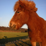holandsky pony