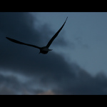 .:Freedom Wings:.
