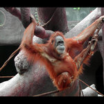 Orangutan visc a spokojen
