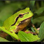 Common Tree Frog (Hyla arborea) [rosnicka zelena]