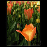 <B>.:Flora 2005--Tulipn:.</B>