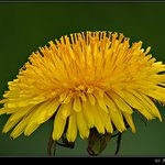 Dandelion (Taraxacum officinale) [Pupava lekarska]