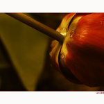 ---tulipn---