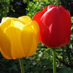 2 Tulipny