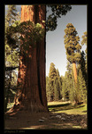 Sequoia Park I.