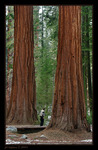 Sequoia Park II.