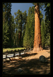 Sequoia Park III.