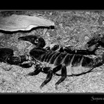 Scorpions attack