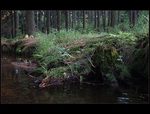 Potok v lese (Zub, okr. r nad szavou)