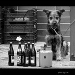 pes ptipes a jeden lahv navc :))