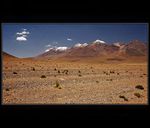 Nhorn ploina Altiplano - Bolivie