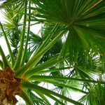 ..:: Palm Tree ::..