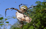 Kik pruhovan (Argiope bruennichi)