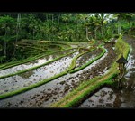 Ryov polia na Bali