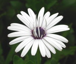 Biely Kvet na Stromboli