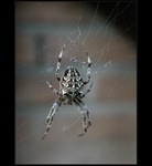 Pavouk z na zahrady