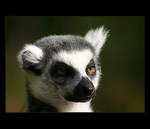 = Prask zoo - Lemur =