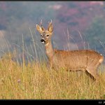 Roe Deer (Capreolus Capreolus) [srnec horny]
