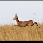 roe deer (capreolus capreolus) [srnec horny]