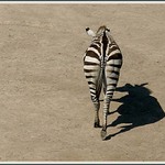 Zebra a stn