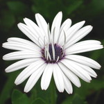 Biely Kvet na Stromboli