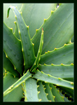 Kaktus II