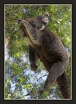Spc koala