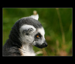 = Prask zoo IV. - Lemur II. =