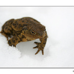 .: Crazy Frog :.