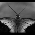 ..:::butterfly in black (...and white):::..'Papilio peranthus'