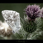 - Butterfly -