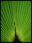 List tropicke palmy
