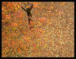 Podzimn koberec