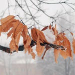 zimní listí