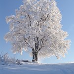Zimn strom