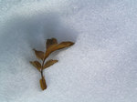 List v snehu