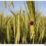 Wheat&Ladybird