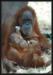 Orangutan sumatersk