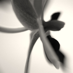 o orchidei