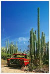 Kaktus wagen