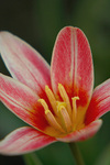 rozkvetly/ tulipn