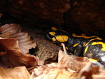 Salamandra II