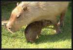 Kapybara - V bezpe u mmy