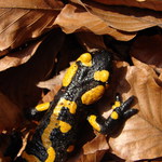 Salamandra I